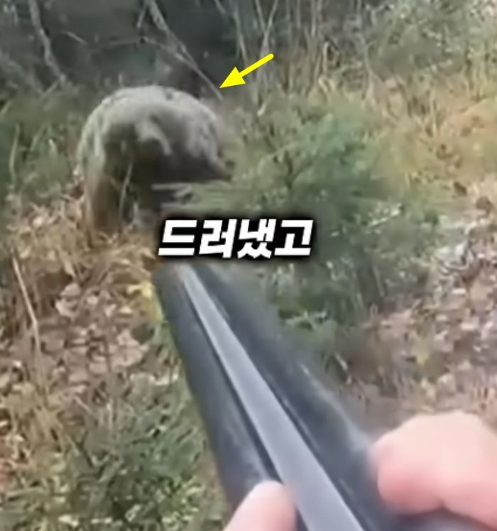 애니멀플래닛