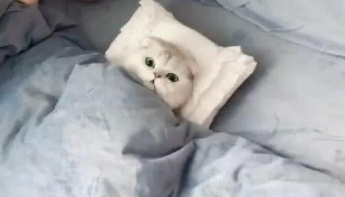 애니멀플래닛