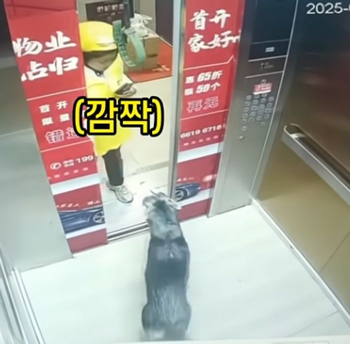 애니멀플래닛