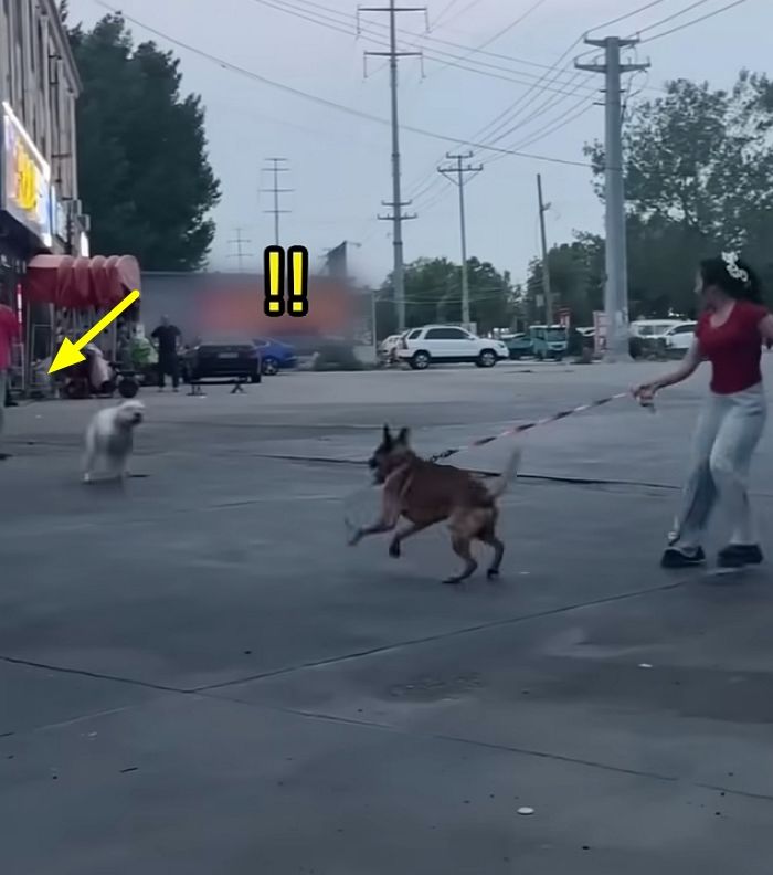 애니멀플래닛