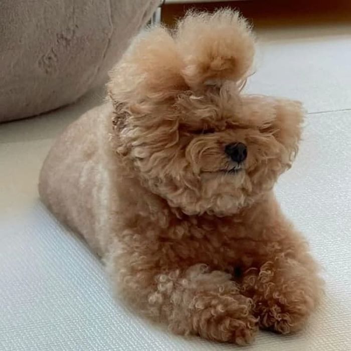 애니멀플래닛