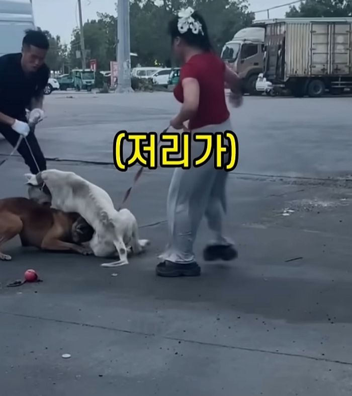 애니멀플래닛