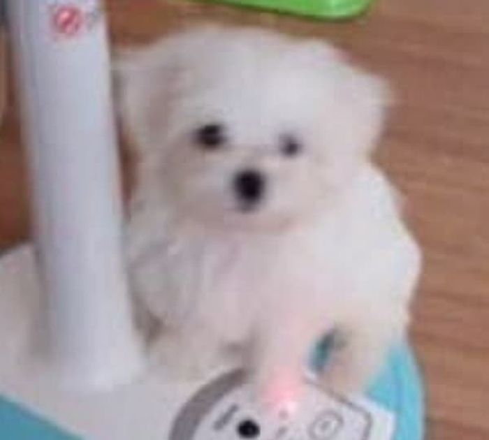 애니멀플래닛