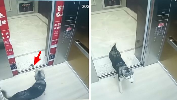 애니멀플래닛