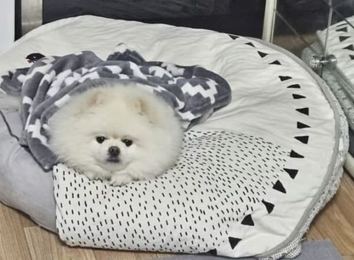 애니멀플래닛