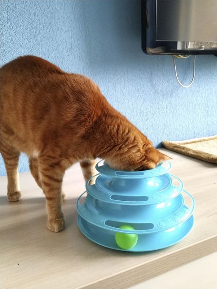 애니멀플래닛
