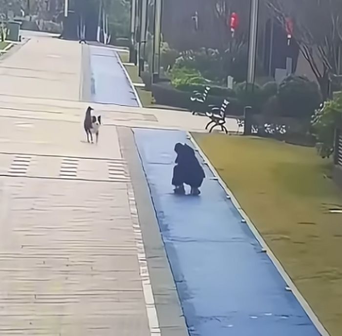 애니멀플래닛