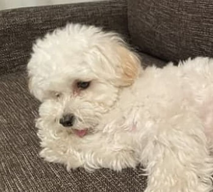 애니멀플래닛