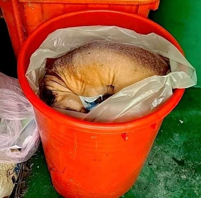 애니멀플래닛