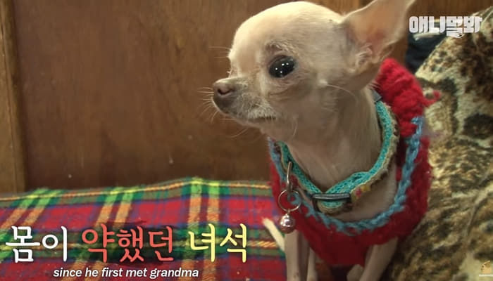 애니멀플래닛