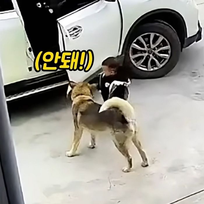애니멀플래닛