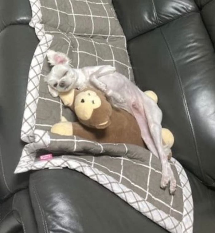 애니멀플래닛