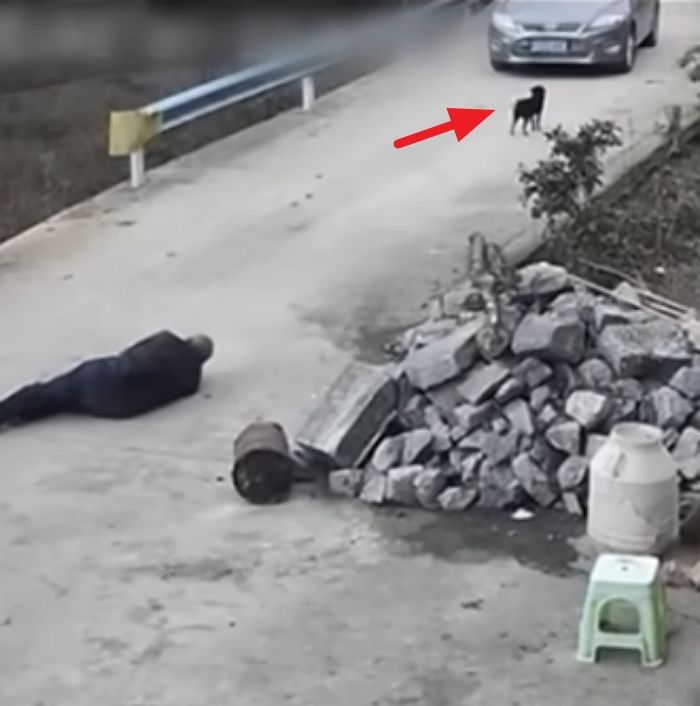 애니멀플래닛