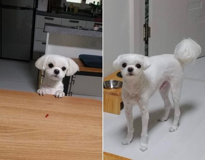 애니멀플래닛