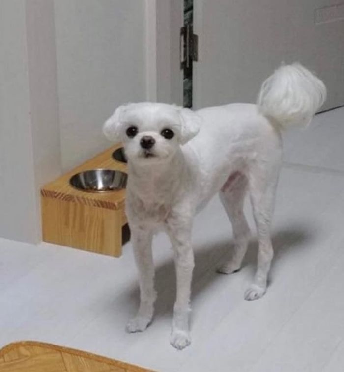 애니멀플래닛