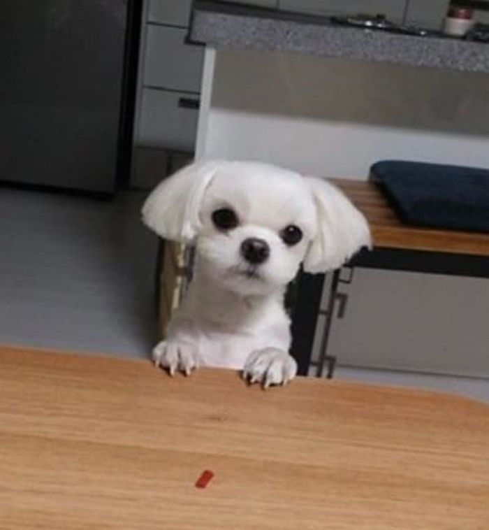 애니멀플래닛