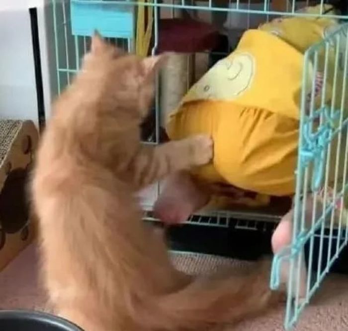 애니멀플래닛