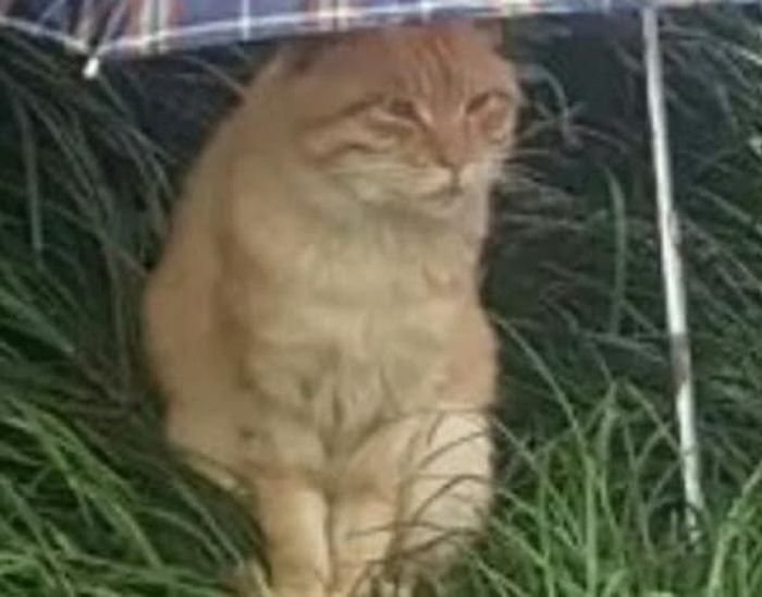 애니멀플래닛