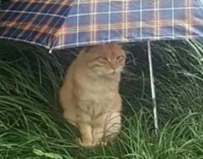 애니멀플래닛