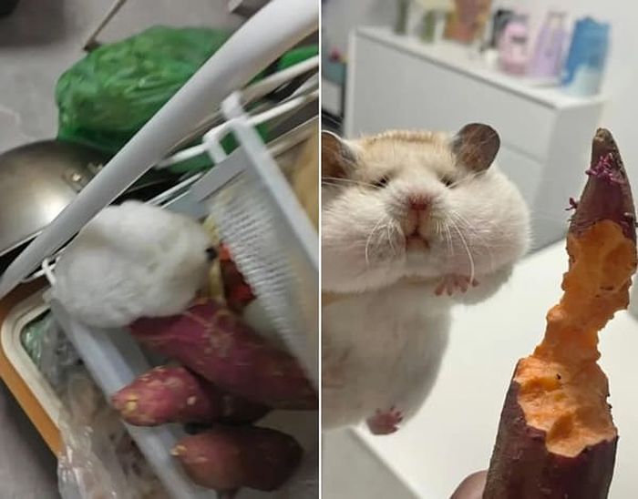 애니멀플래닛