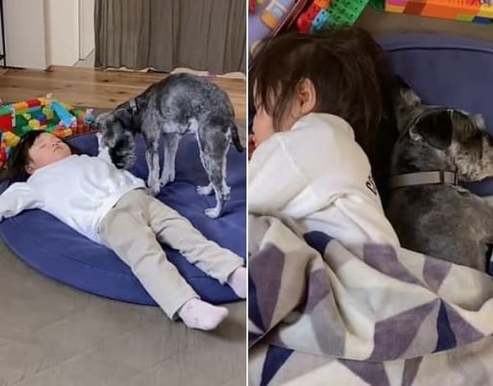 애니멀플래닛