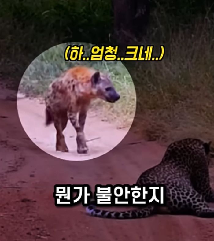 애니멀플래닛