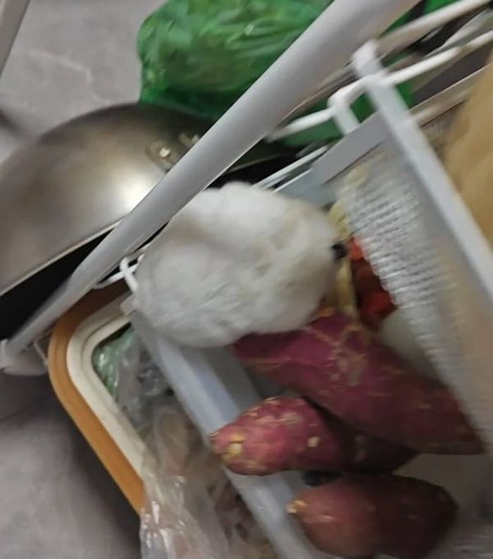 애니멀플래닛