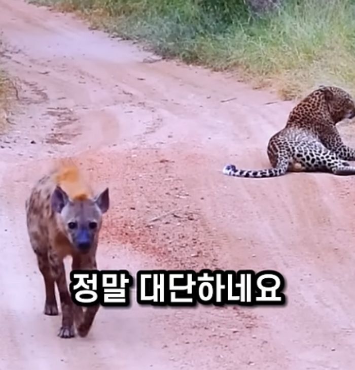 애니멀플래닛