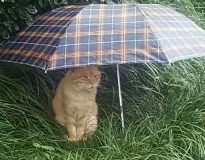 애니멀플래닛