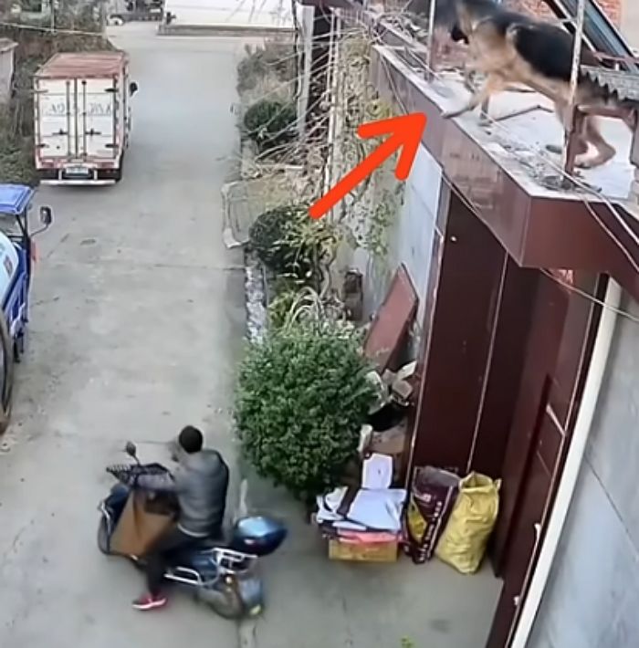 애니멀플래닛