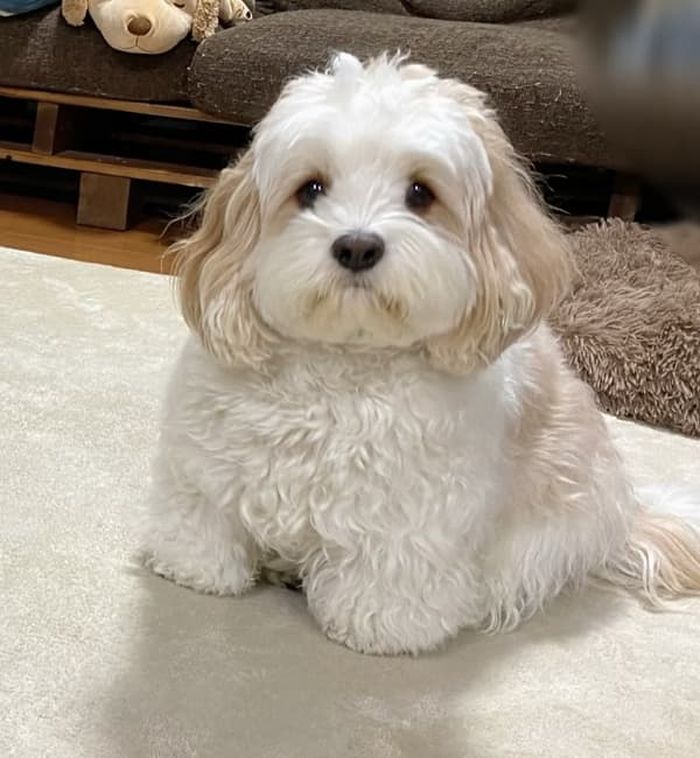 애니멀플래닛