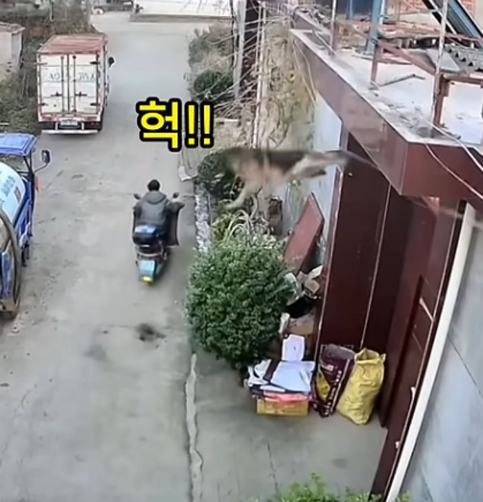 애니멀플래닛