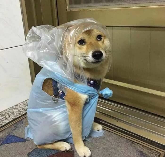 애니멀플래닛
