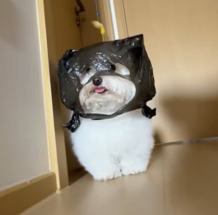 애니멀플래닛