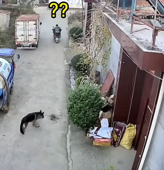 애니멀플래닛