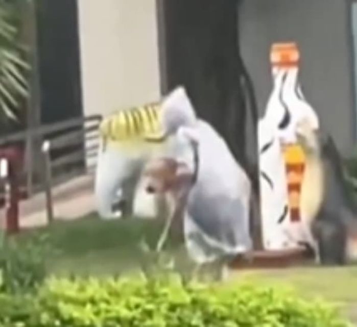 애니멀플래닛