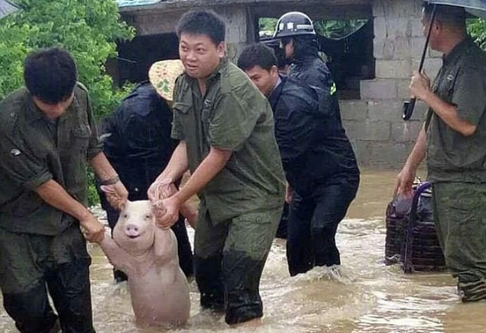 애니멀플래닛