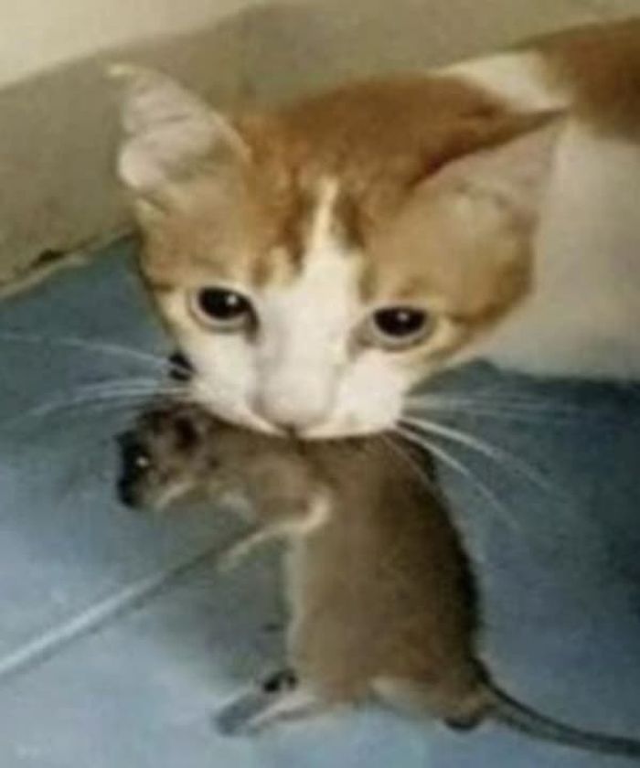 애니멀플래닛