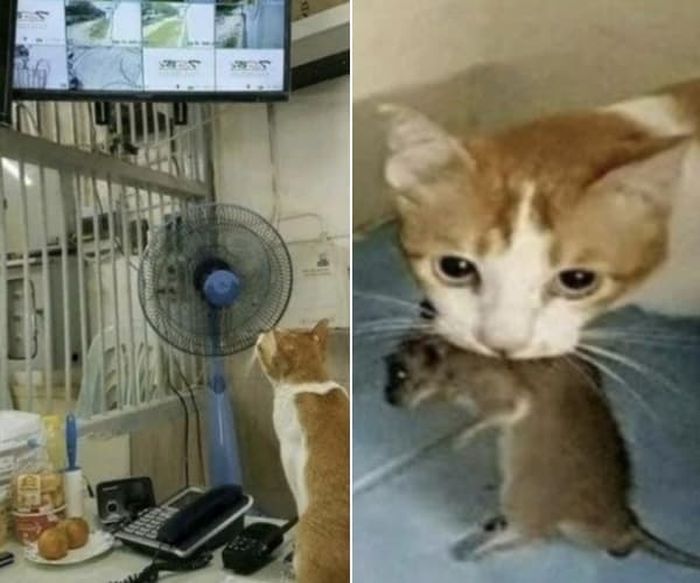애니멀플래닛