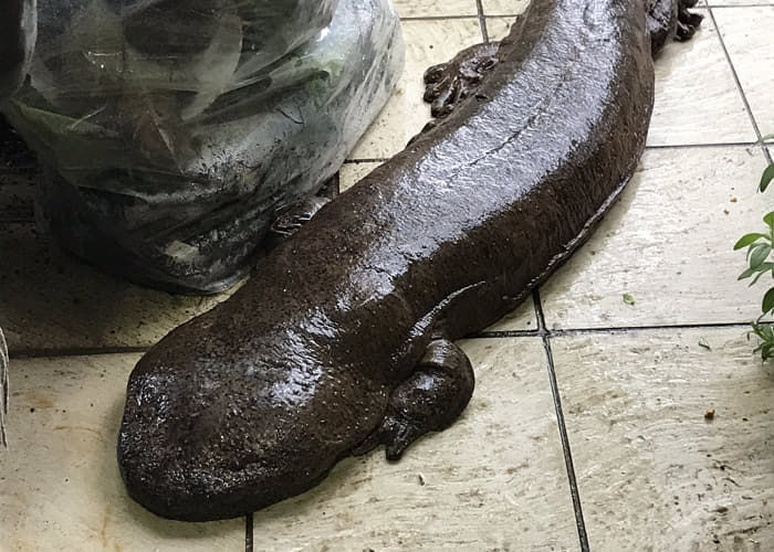 애니멀플래닛