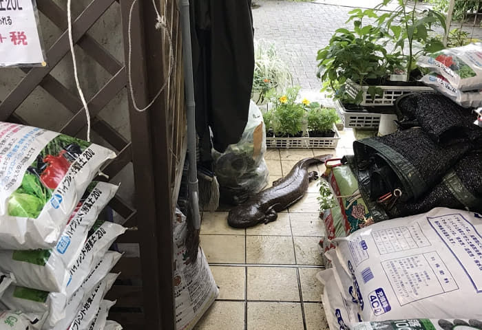 애니멀플래닛