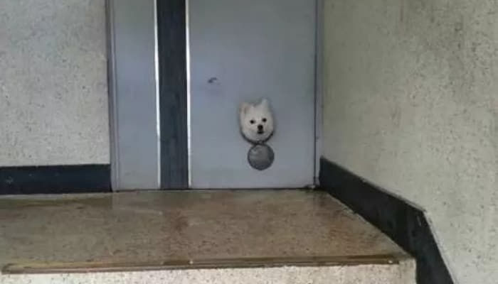애니멀플래닛