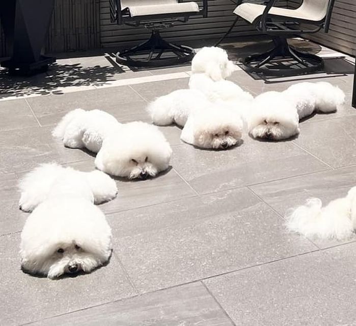 애니멀플래닛
