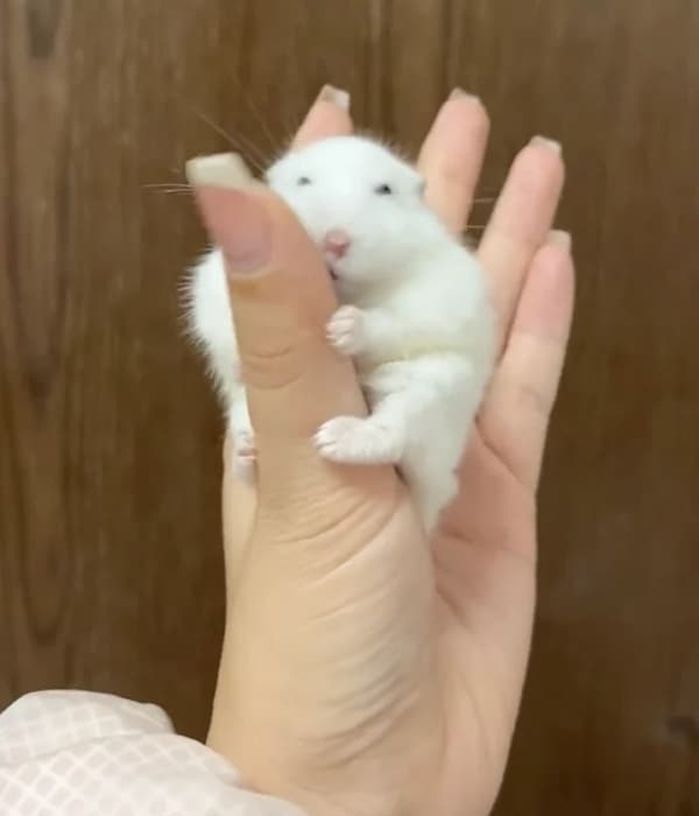 애니멀플래닛
