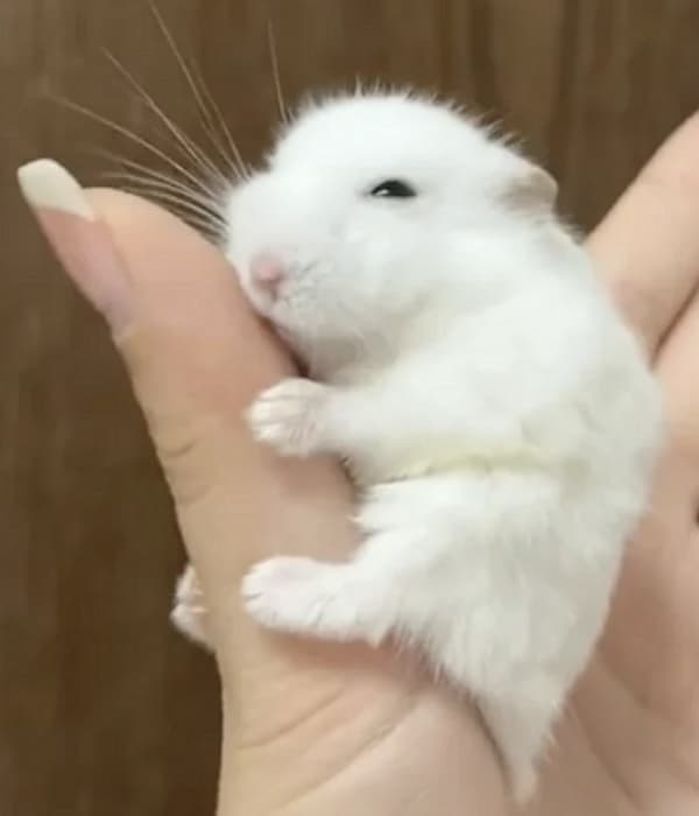 애니멀플래닛