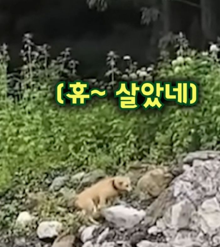애니멀플래닛