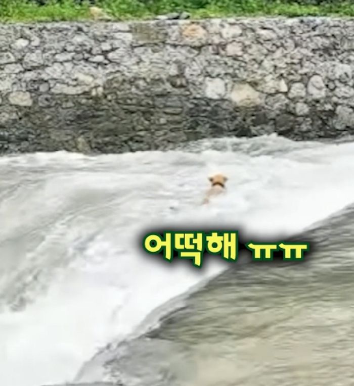 애니멀플래닛