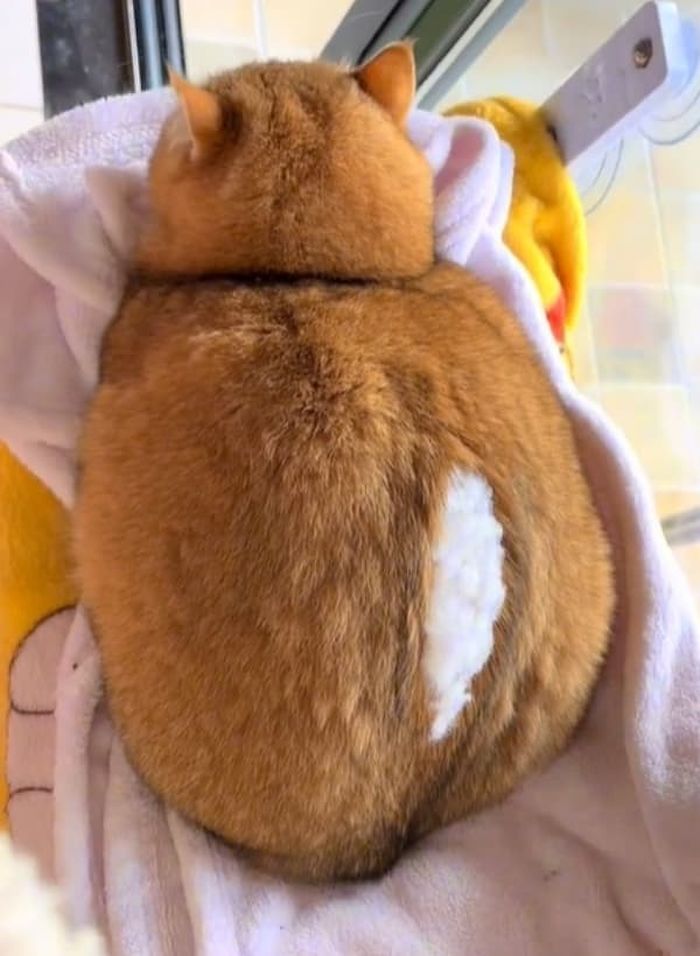애니멀플래닛