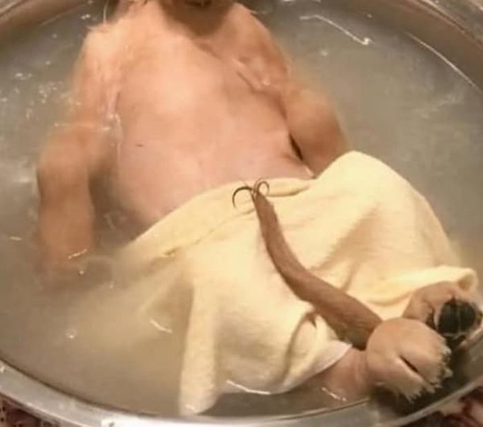 애니멀플래닛