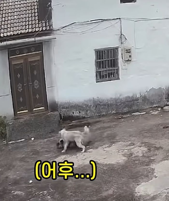 애니멀플래닛